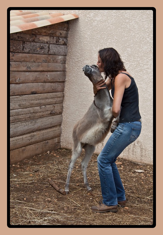 Calin de Cerise