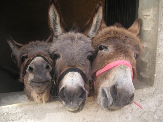 Marlène, Podane & Balzane