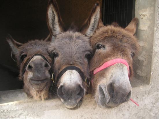 Marlène, Podane & Balzane