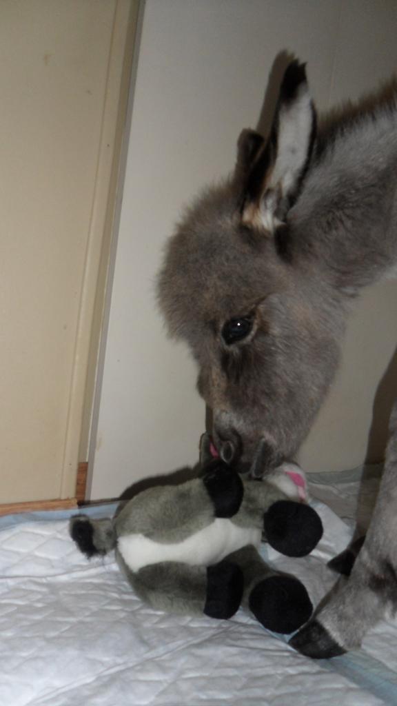 Cerise et son doudou