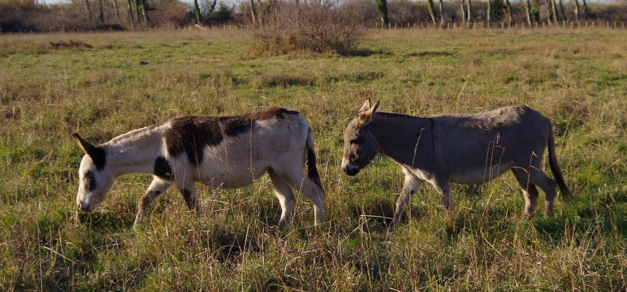 Tanga & Ninon