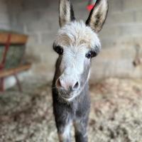 Ola à 1 mois