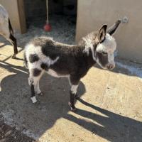 Ola à 1 mois