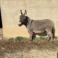Kirikou à 4ans.