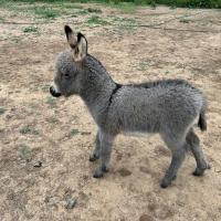 Orangina à 1 mois