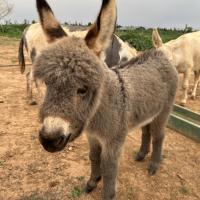 Orangina à 1 mois