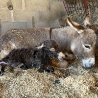 Occitane à la naissance avec sa maman Griotte