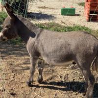 Kirikou à 3 ans.