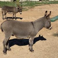 Kirikou à 3 ans.